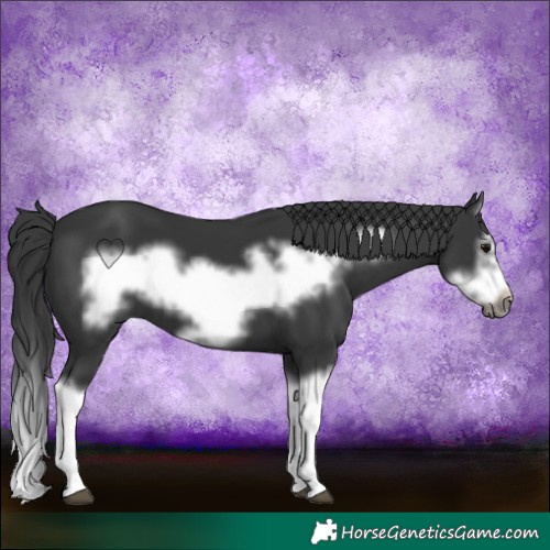 Horse Color:Black Splash Frame