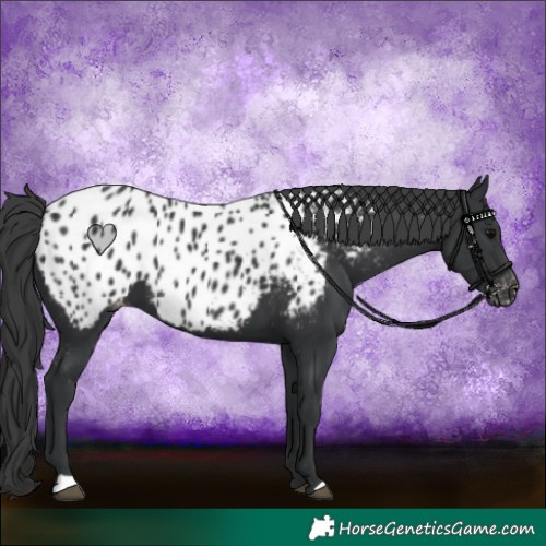 Horse Color:Black Appaloosa