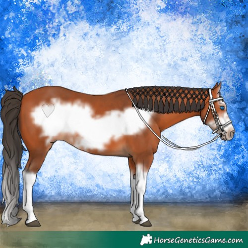 Horse Color:Bay Splash Frame