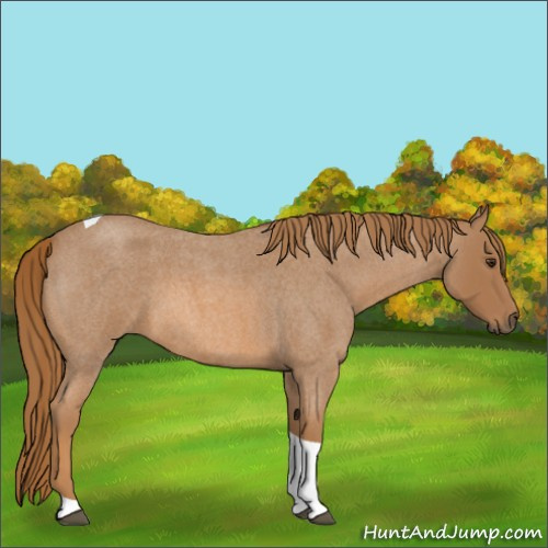 Horse Color:Red Roan Tobiano 
