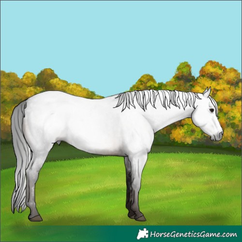 Horse Color:Gray Brown Roan Sabino Rabicano 