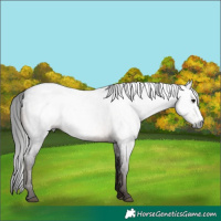 Horse Color:Gray Brown Roan Sabino Rabicano 