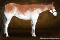 Horse Color:White Spotted Bay 
