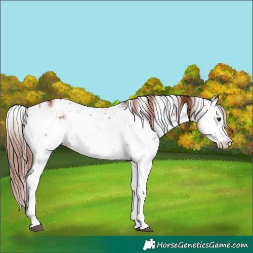 Horse Color:Chestnut Sabino 