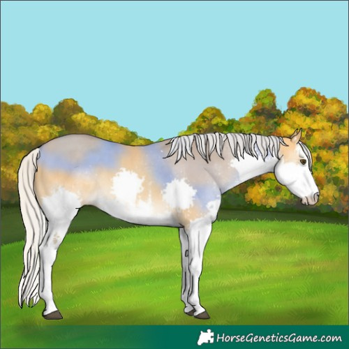 Horse Color:White Spotted Silver Buckskin Dun Splash 