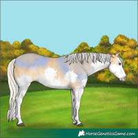 Horse Color:White Spotted Silver Buckskin Dun Splash