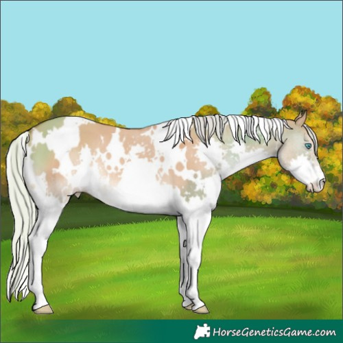 Horse Color:White Spotted Silver Bay Dun Splash