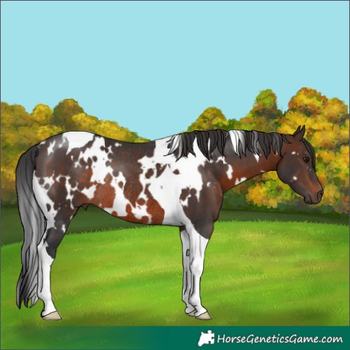 Horse Color:White Spotted Brown Tobiano Rabicano 