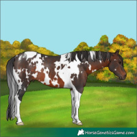 Horse Color:White Spotted Brown Tobiano Rabicano 