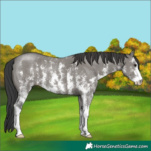 Horse Color:Grullo Sabino 