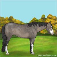 Horse Color:Grullo Sabino