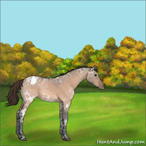 Horse Color:Bay Ice Dun Appaloosa 