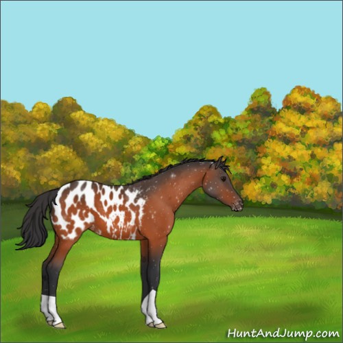Horse Color:Bay Appaloosa 