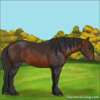 Horse Color:Unknown 