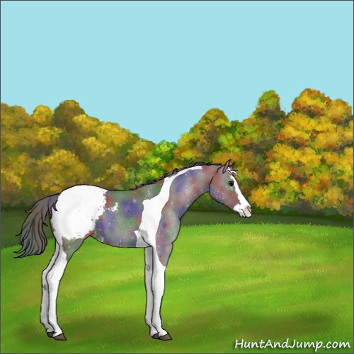 Horse Color:Nacre Grullo Splash Tobiano Appaloosa 