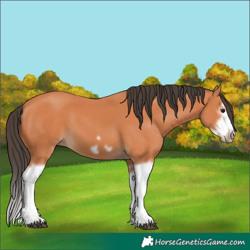 Horse Color:Bay Splash Frame 