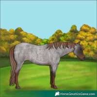 Horse Color:Liver Red Roan Rabicano 