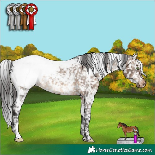 Horse Color:White Spotted Brown Dun Appaloosa 