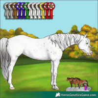 Horse Color:White Spotted Brown Dun Appaloosa 