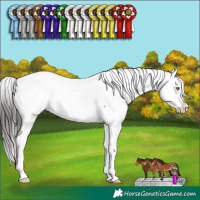 Horse Color:White Spotted Brown Dun Appaloosa 