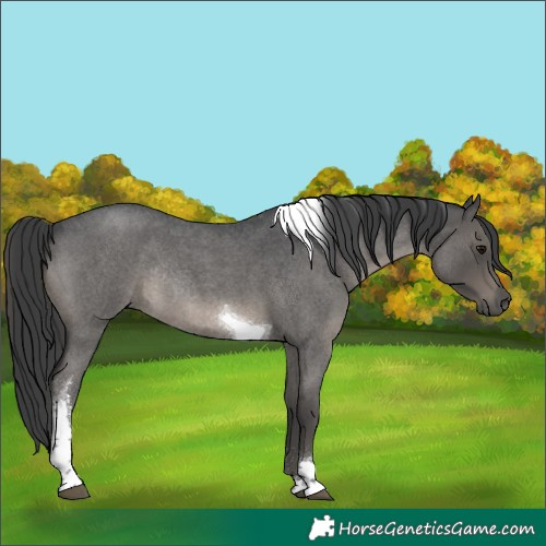 Horse Color:Blue Roan Tobiano Rabicano 