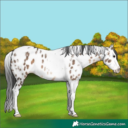 Horse Color:White Spotted Brown Dun Splash Tobiano Appaloosa 