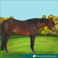 Horse Color:Bay Tobiano 