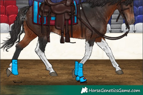 Horse Color:Brown Tobiano 