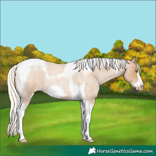 Horse Color:Silver Blue Roan Pearl Tobiano Frame 
