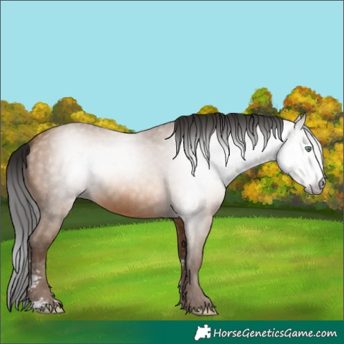 Horse Color:Gray Amber Champagne Sabino