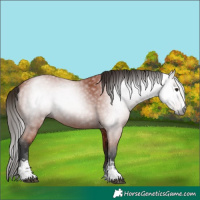 Horse Color:Gray Bay Sabino