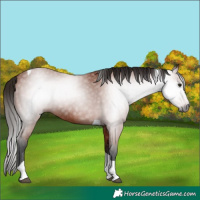 Horse Color:Gray Bay Tobiano 
