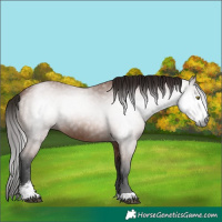 Horse Color:Gray Bay Sabino