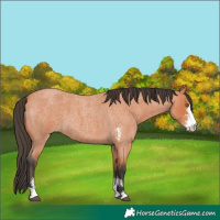 Horse Color:Bay Roan Sabino 