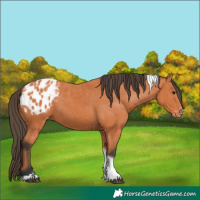Horse Color:Bay Tobiano Appaloosa 