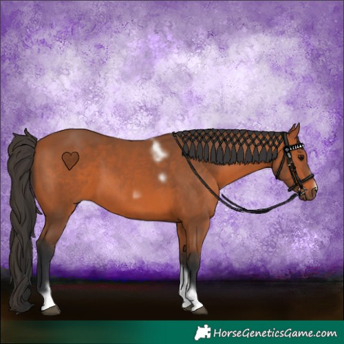 Horse Color:Bay Tobiano Frame