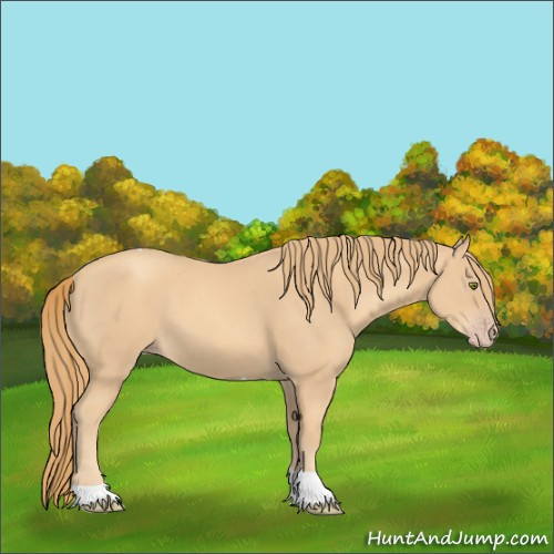 Horse Color:Gold Champagne Tobiano 