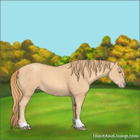 Horse Color:Gold Champagne Tobiano