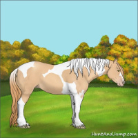 Horse Color:Gold Champagne Tobiano