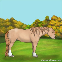 Horse Color:Gold Champagne Tobiano