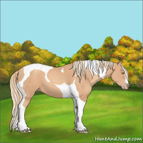 Horse Color:Gold Champagne Tobiano 