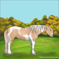 Horse Color:Gold Champagne Tobiano
