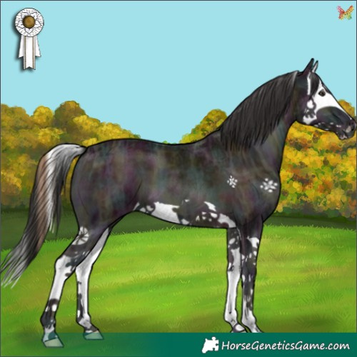 Horse Color:Midnight Liver Red Onyx Ice Splash 