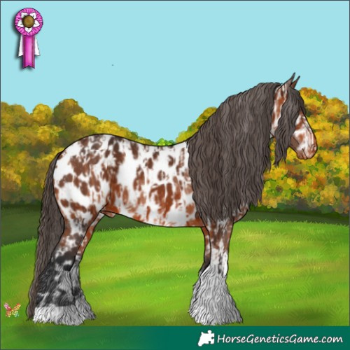 Horse Color:Bay Appaloosa Rabicano  and Brown Tobiano Appaloosa 