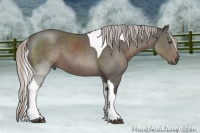 Horse Color:Silver Black Tobiano