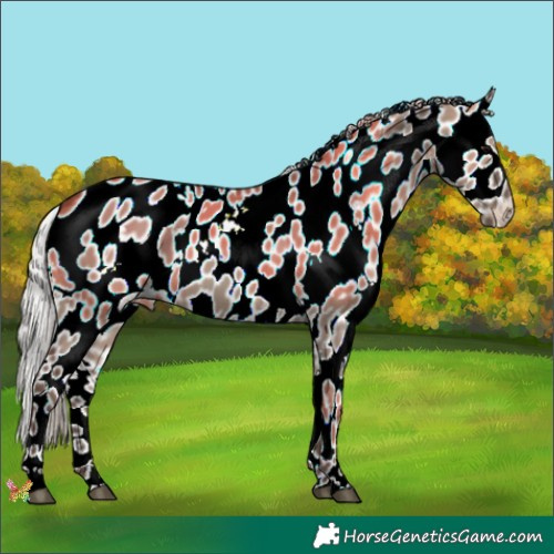 Horse Color:White Spotted Silver Grullo Appaloosa 