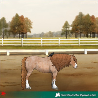 Horse Color:Red Roan 