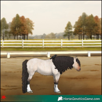 Horse Color:Bay Roan Dun 