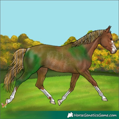 Horse Color:Painted Chestnut Rabicano 