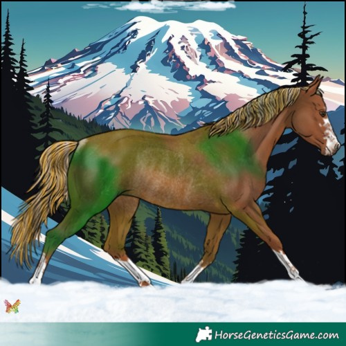 Horse Color:Painted Chestnut Rabicano 